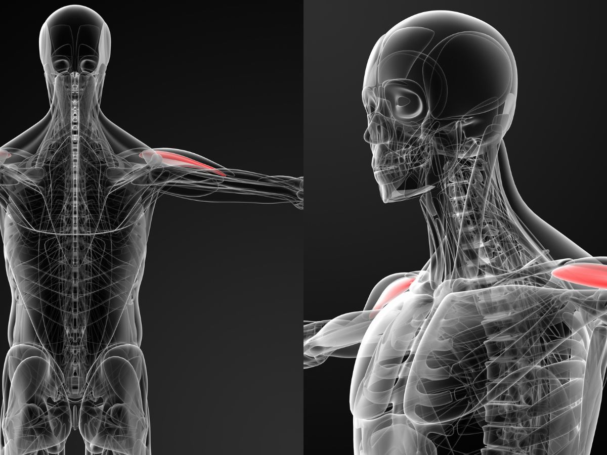 anterior deltoid workout